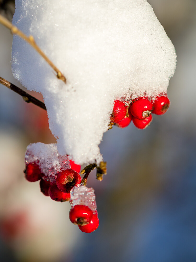 Beeren im Winter