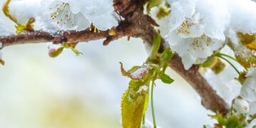 2017-04-19-rueckkehr-des-winters