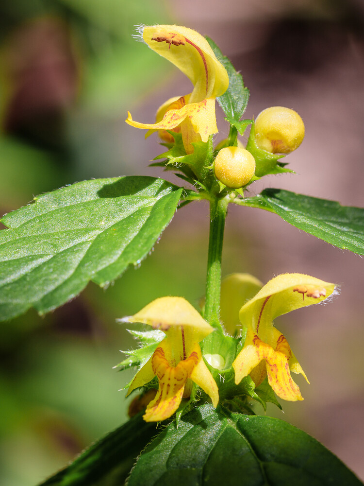 Gewöhnliche Goldnessel