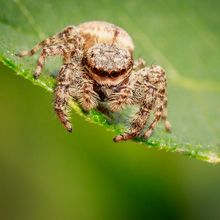 Rindenspringspinne