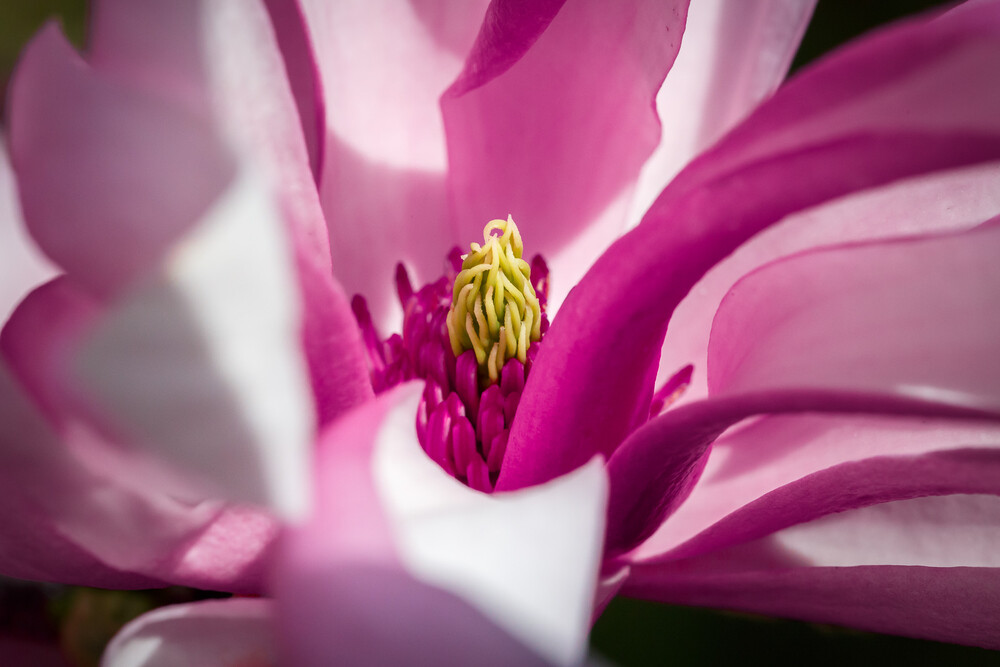 Magnolienblüte