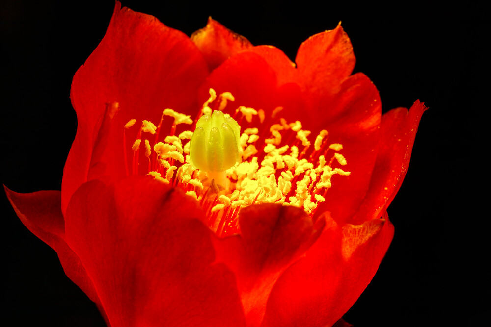 Blüte des Feigenkaktus