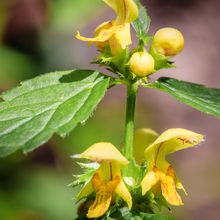 Gewöhnliche Goldnessel