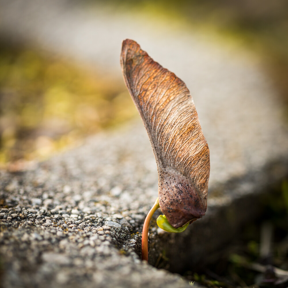 Ein neuer Baum entsteht - auch wenn er an dieser Stelle wohl kaum Überlebenschancen hat