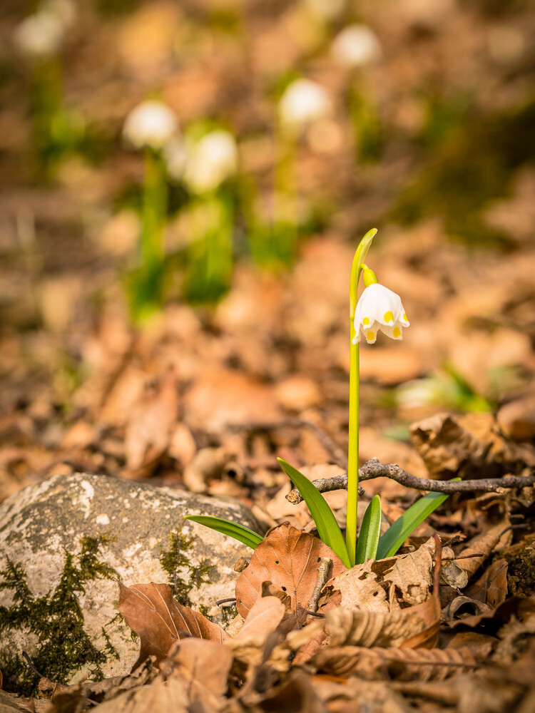 Frühlingsknotenblume