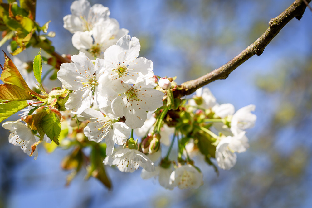 Kirschblüte