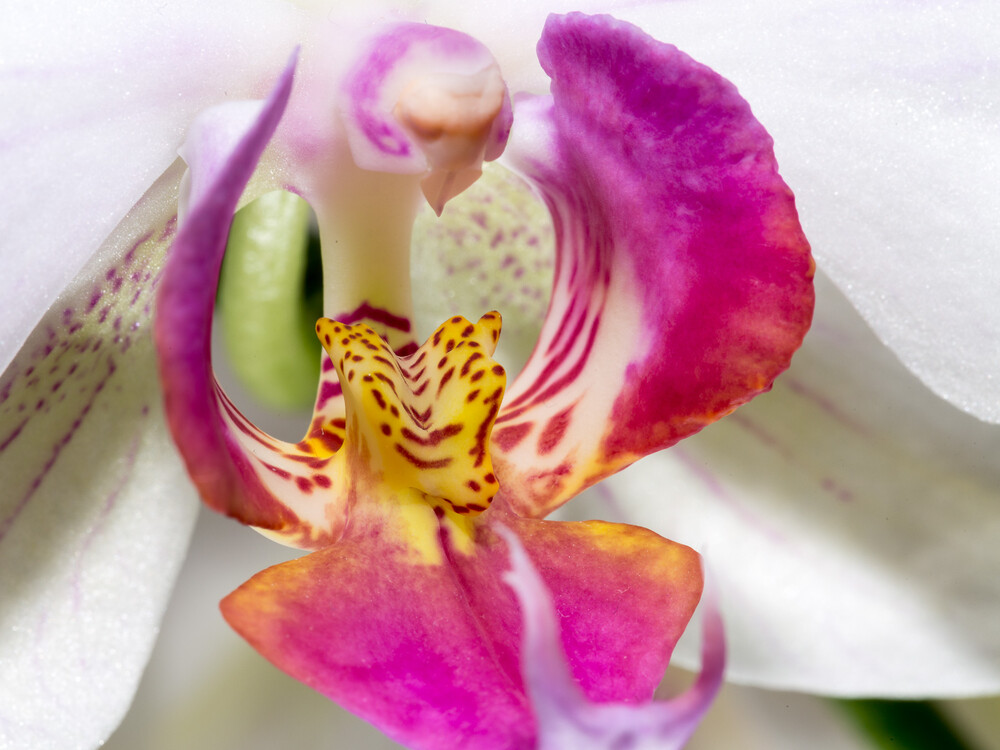 Orchidee