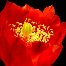 Blüte des Feigenkaktus