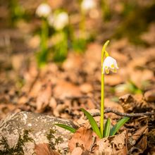 Frühlingsknotenblume